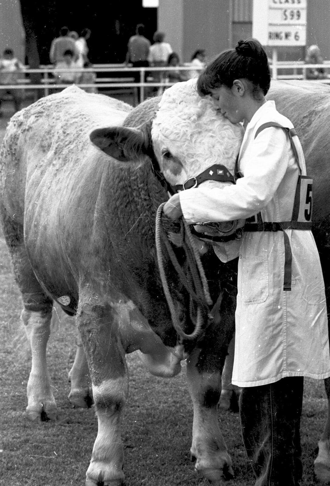 A girl really loves her bull from The Royal Norfolk Show, Costessey Showground, Norwich - June 20th 1994