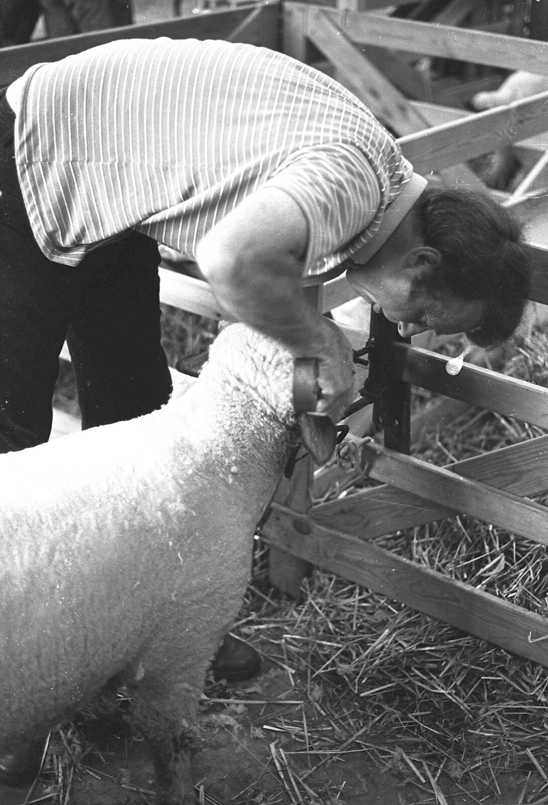 The Royal Norfolk Show, Costessey, Norwich - June 20th 1994: A sheep's mouth is inspected