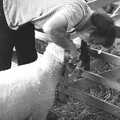 A sheep's mouth is inspected, The Royal Norfolk Show, Costessey Showground, Norwich - June 20th 1994