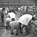 In the sheep shed, The Royal Norfolk Show, Costessey Showground, Norwich - June 20th 1994