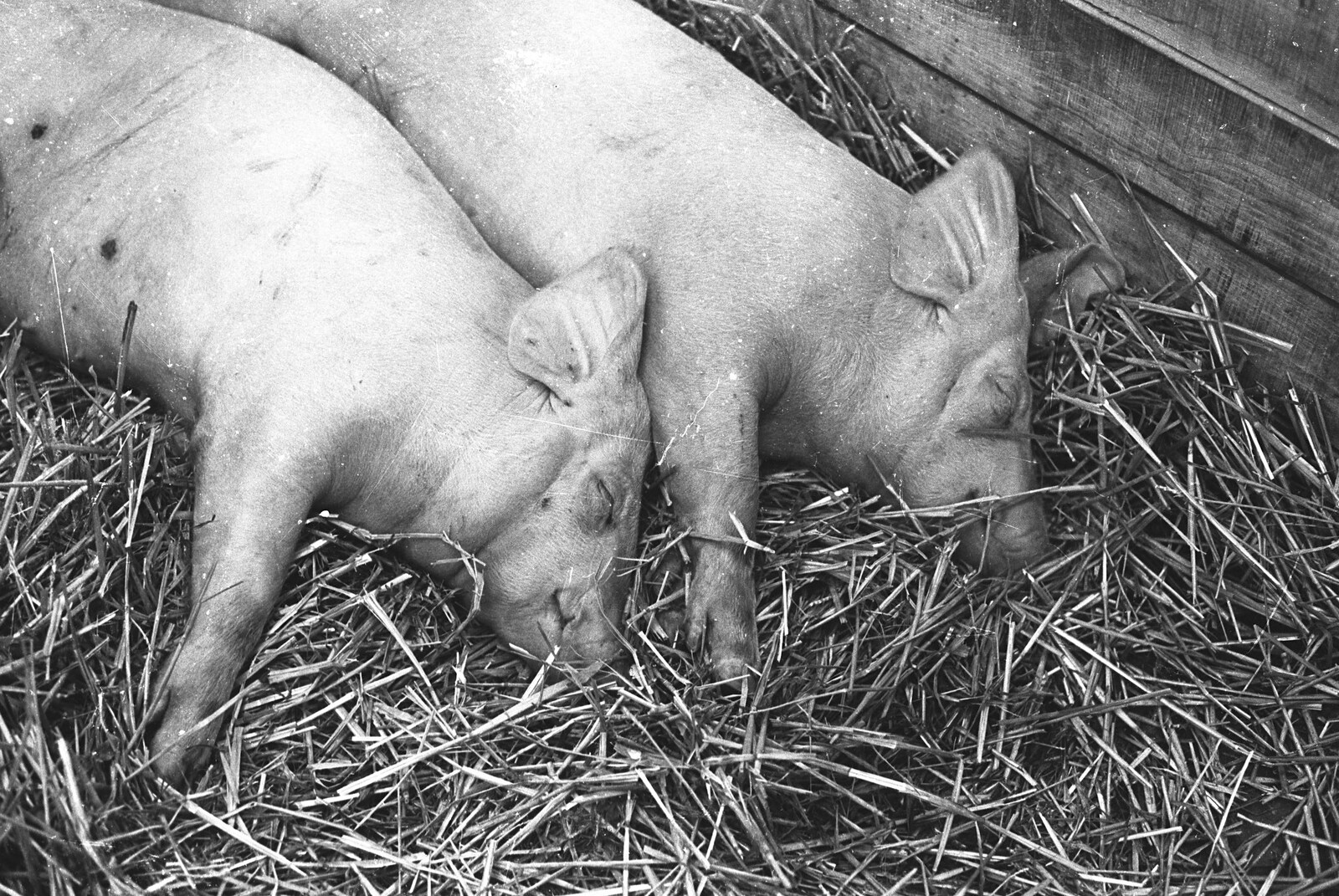 A couple of sleeping pigs from The Royal Norfolk Show, Costessey Showground, Norwich - June 20th 1994