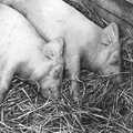 A couple of sleeping pigs, The Royal Norfolk Show, Costessey Showground, Norwich - June 20th 1994