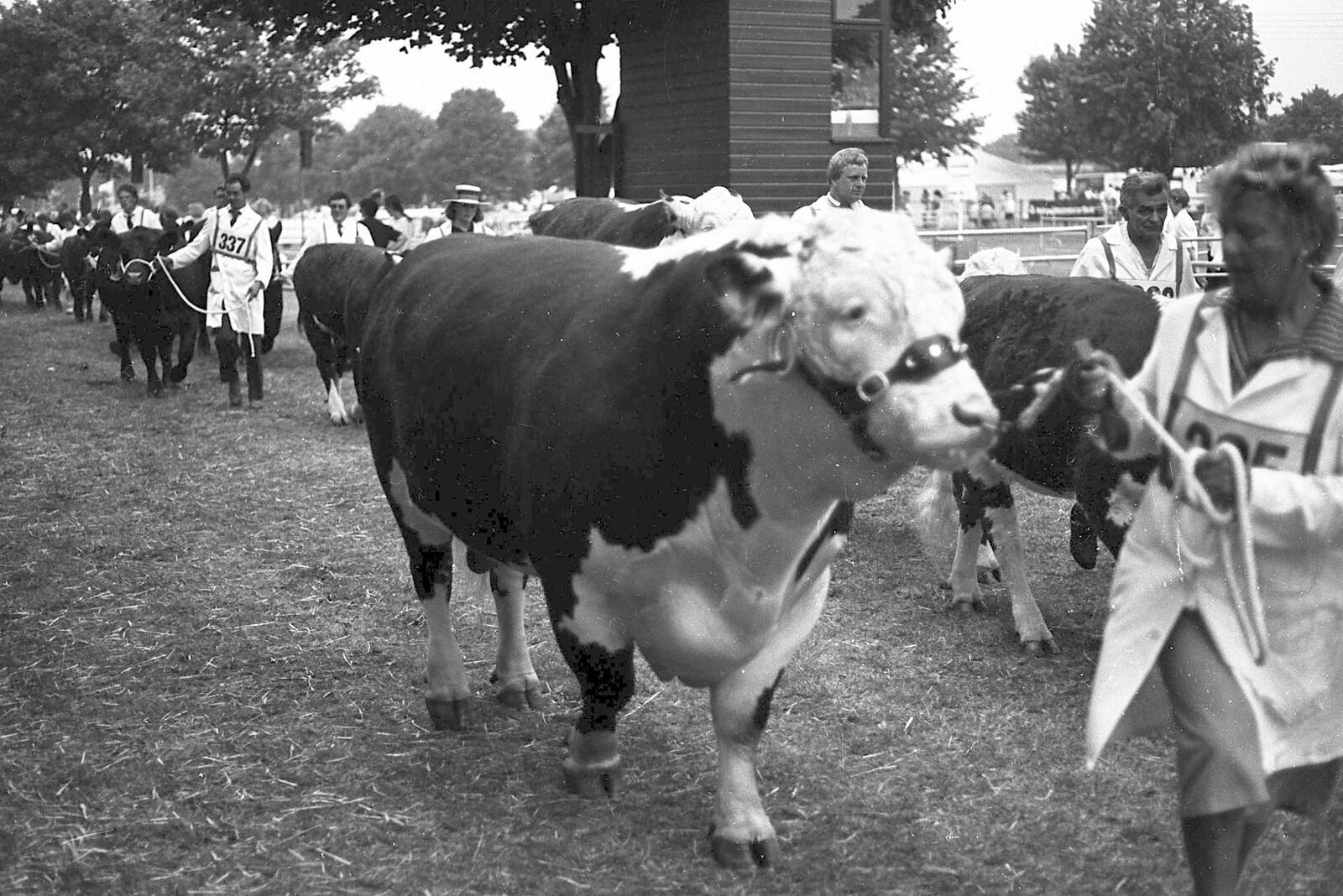 The Royal Norfolk Show, Costessey, Norwich - June 20th 1994: A procession of bulls