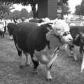 A procession of bulls, The Royal Norfolk Show, Costessey Showground, Norwich - June 20th 1994
