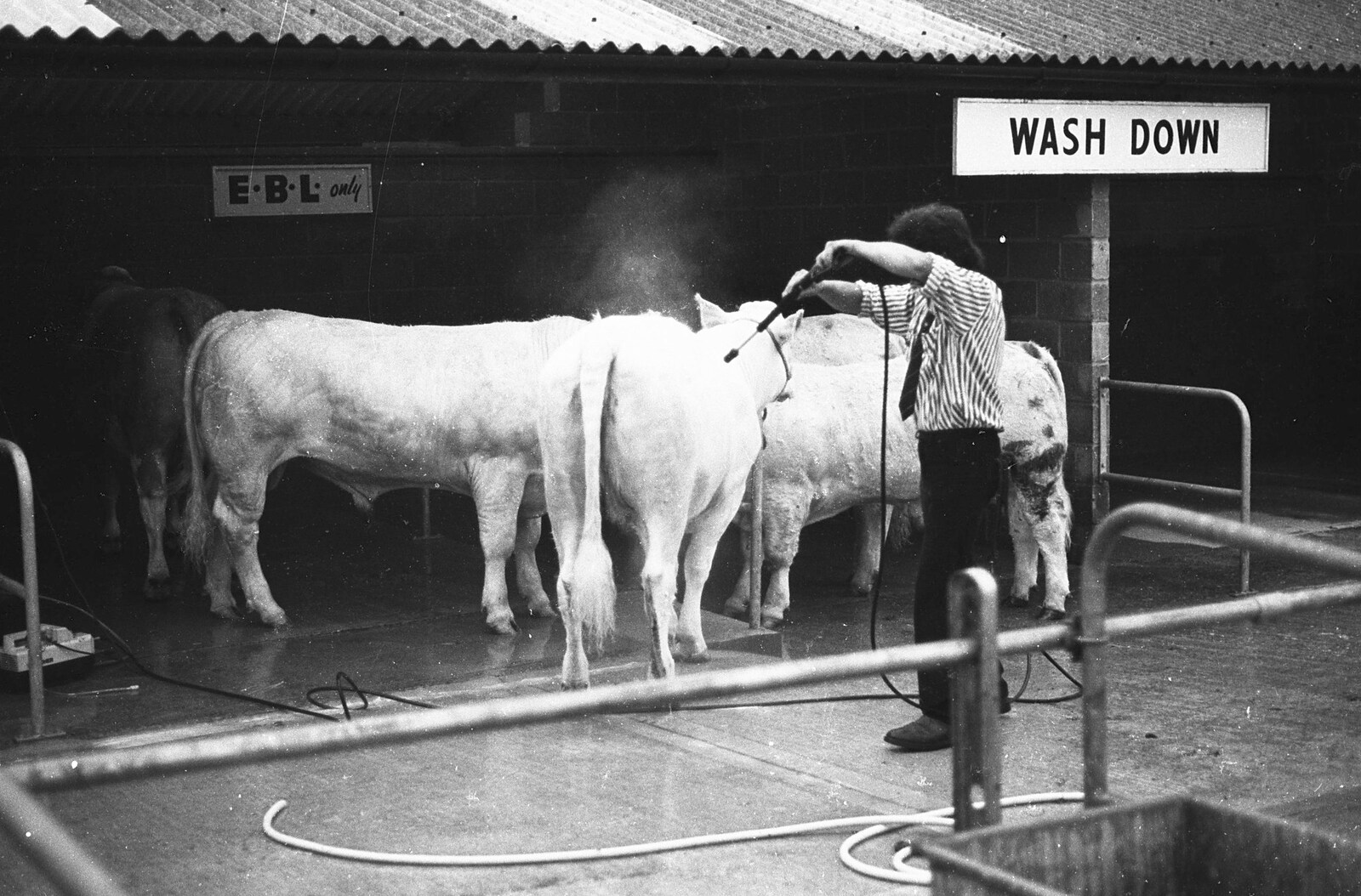 The Royal Norfolk Show, Costessey, Norwich - June 20th 1994: Some cows get hosed down