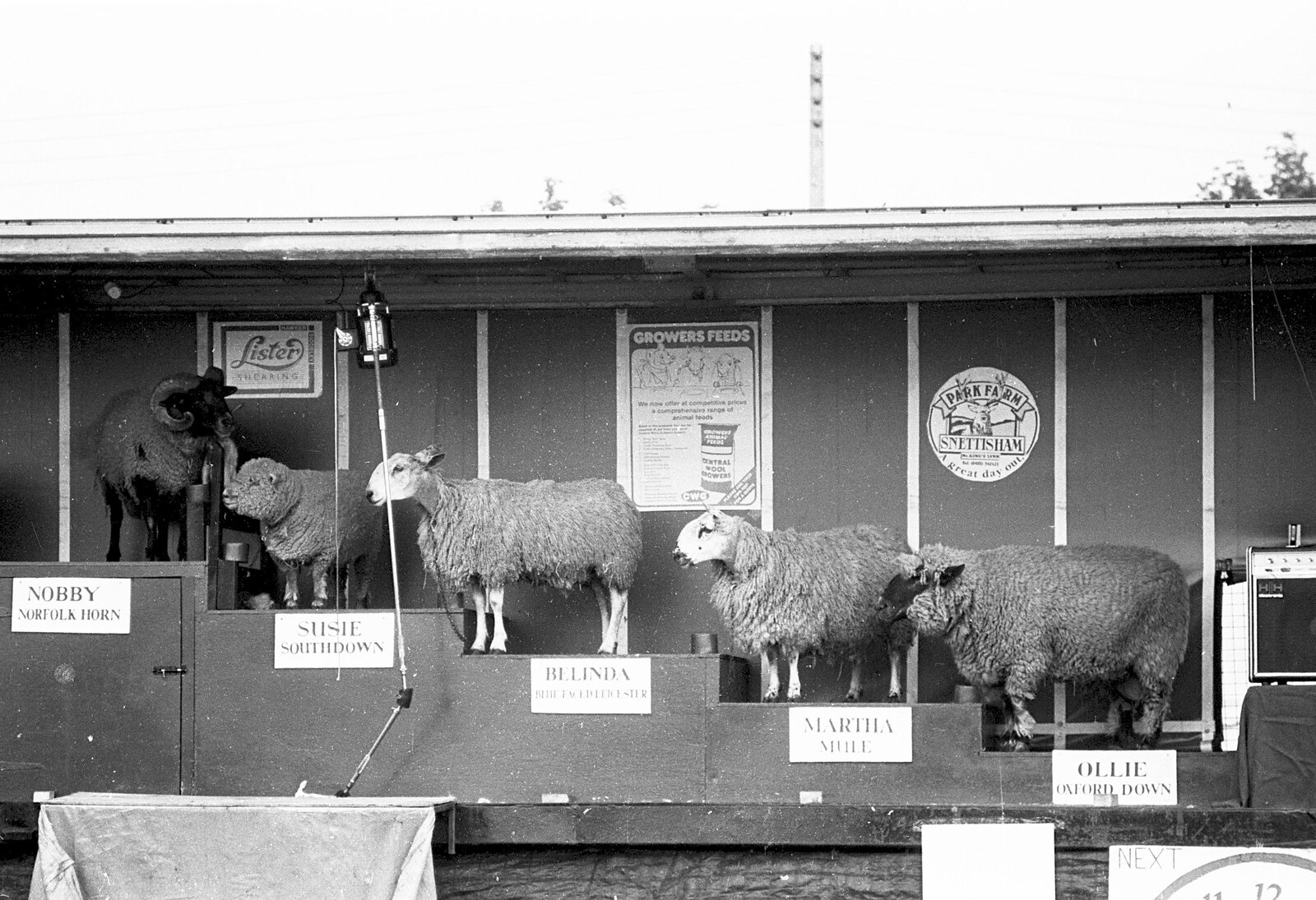 The Royal Norfolk Show, Costessey, Norwich - June 20th 1994: A sheep show
