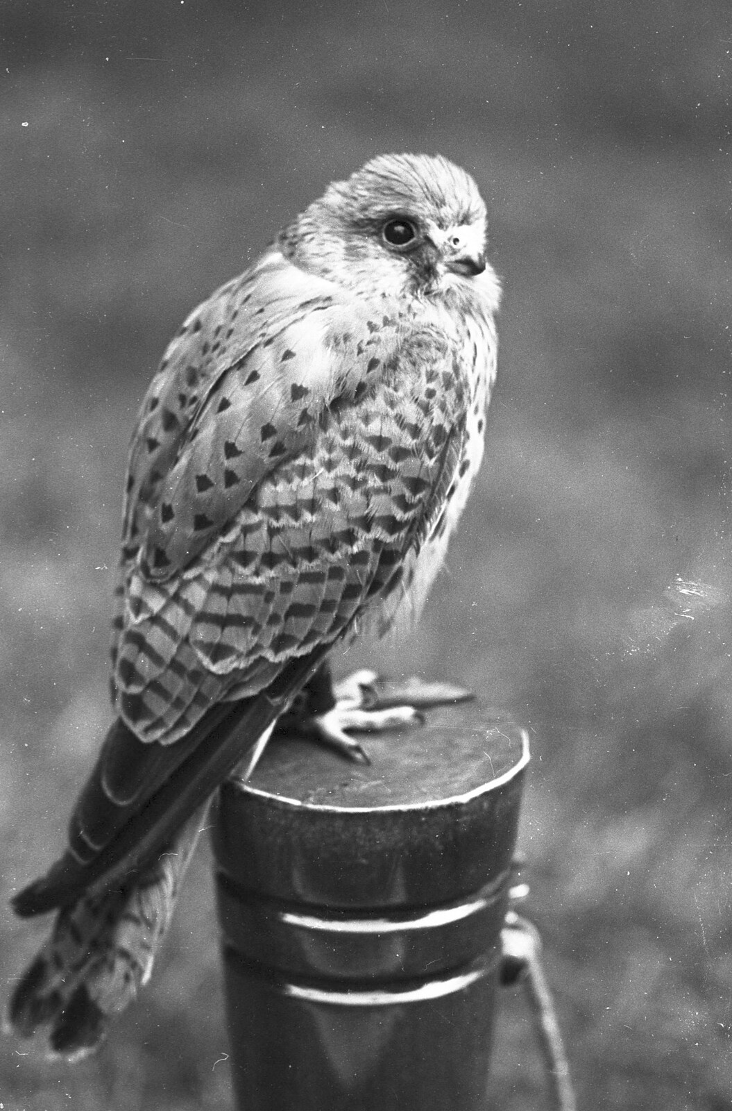 The Royal Norfolk Show, Costessey, Norwich - June 20th 1994: A kestrel