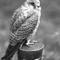 A kestrel, The Royal Norfolk Show, Costessey Showground, Norwich - June 20th 1994