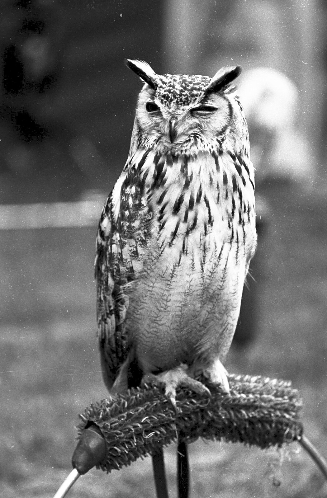 An owl scopes around from The Royal Norfolk Show, Costessey Showground, Norwich - June 20th 1994