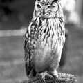 An owl scopes around, The Royal Norfolk Show, Costessey Showground, Norwich - June 20th 1994