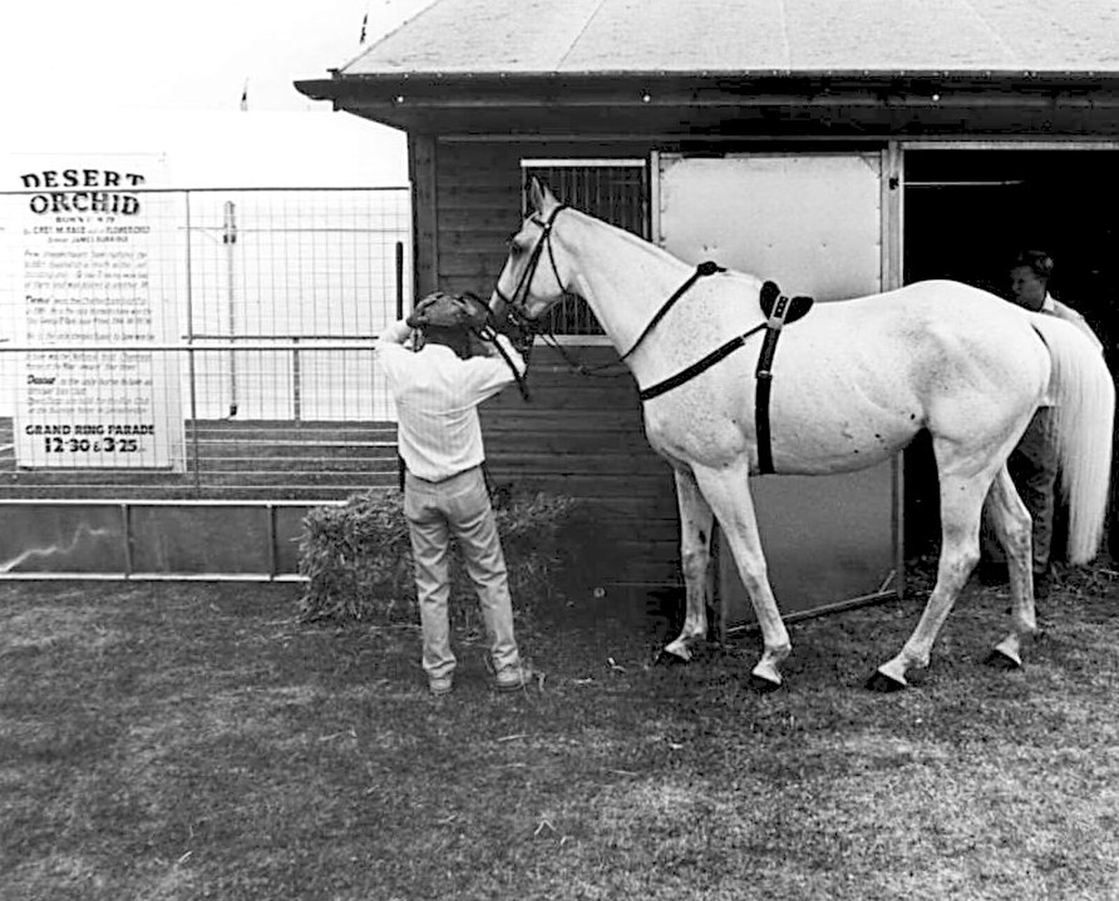 Famous racehorse Desert Orchid from The Royal Norfolk Show, Costessey Showground, Norwich - June 20th 1994
