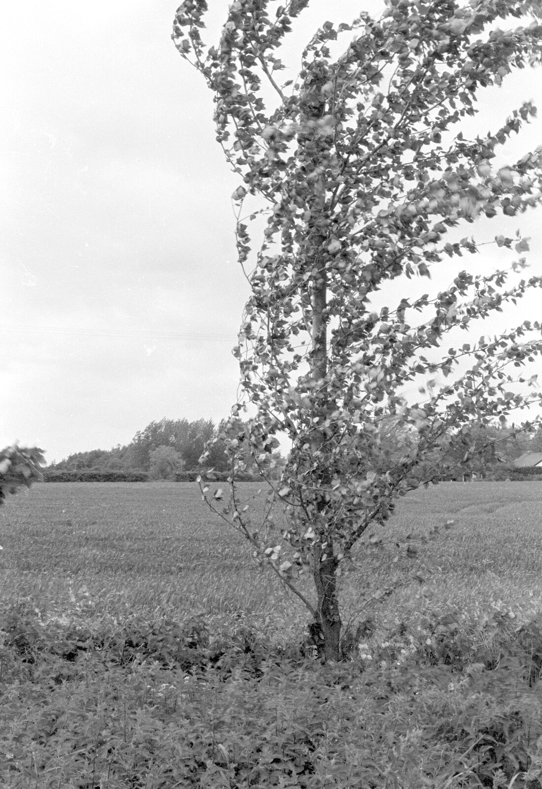 A tree by the allotment from The Royal Norfolk Show, Costessey Showground, Norwich - June 20th 1994