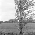 A tree by the allotment, The Royal Norfolk Show, Costessey Showground, Norwich - June 20th 1994