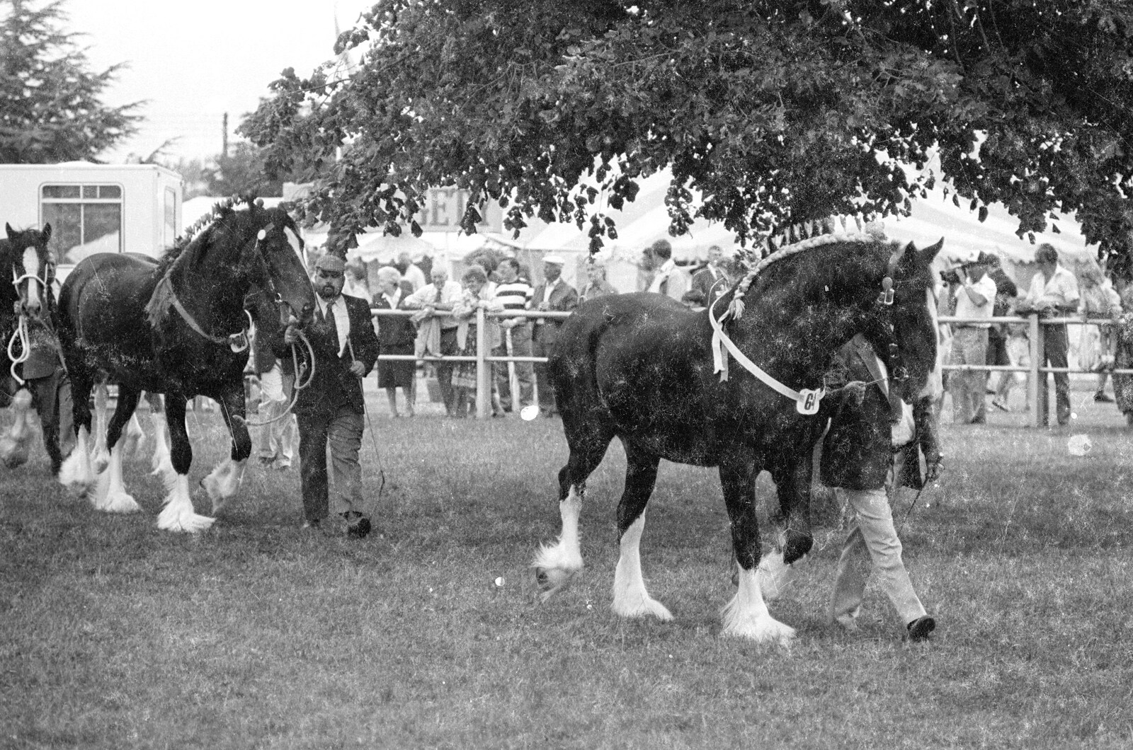A pair of fancy heavy horses from The Royal Norfolk Show, Costessey Showground, Norwich - June 20th 1994