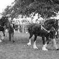 A pair of fancy heavy horses, The Royal Norfolk Show, Costessey Showground, Norwich - June 20th 1994