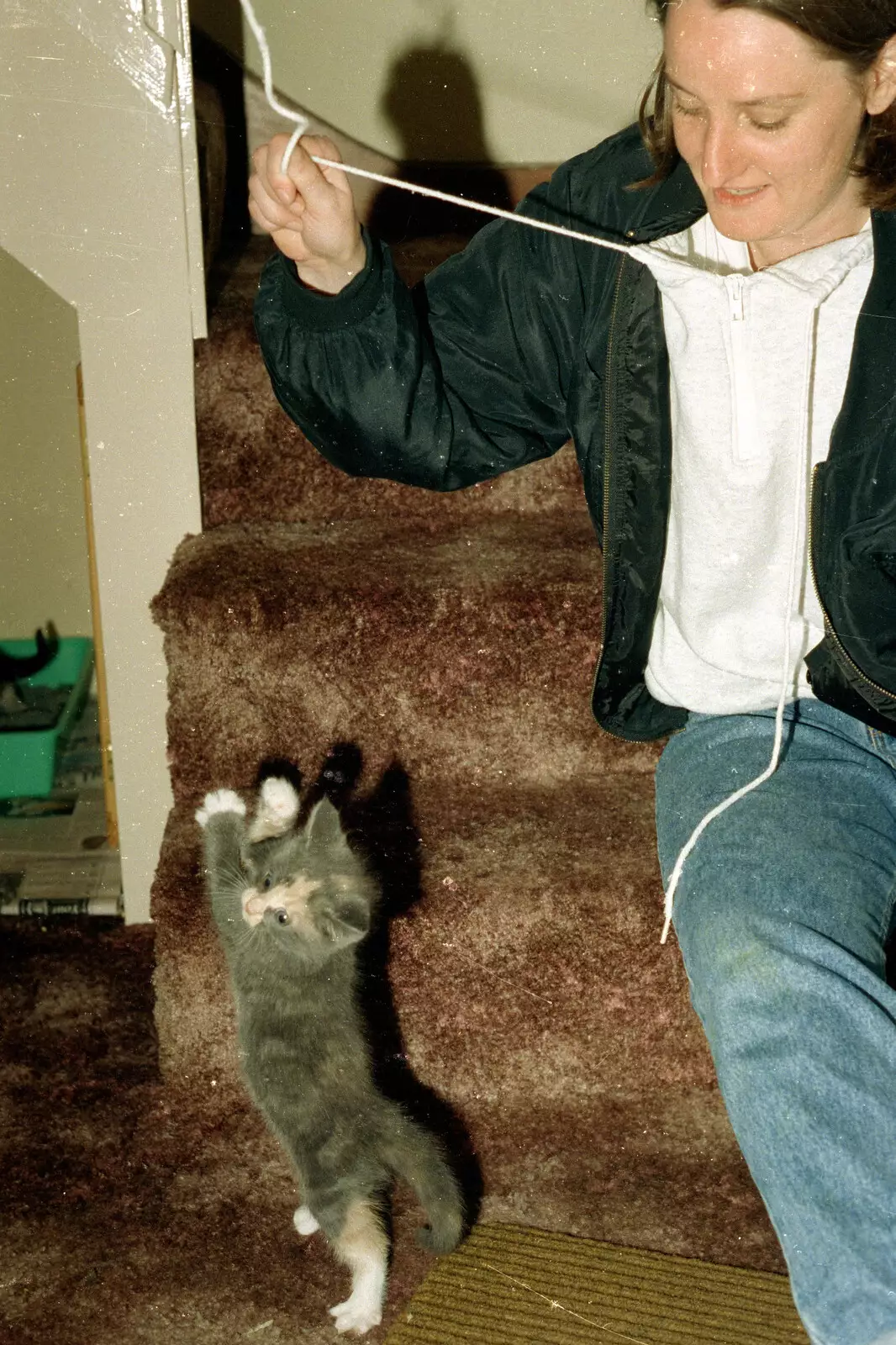 A fluffy kitten, from House Renovation Randomness and a Spot of Lightning, Brome, Suffolk - 19th June 1994