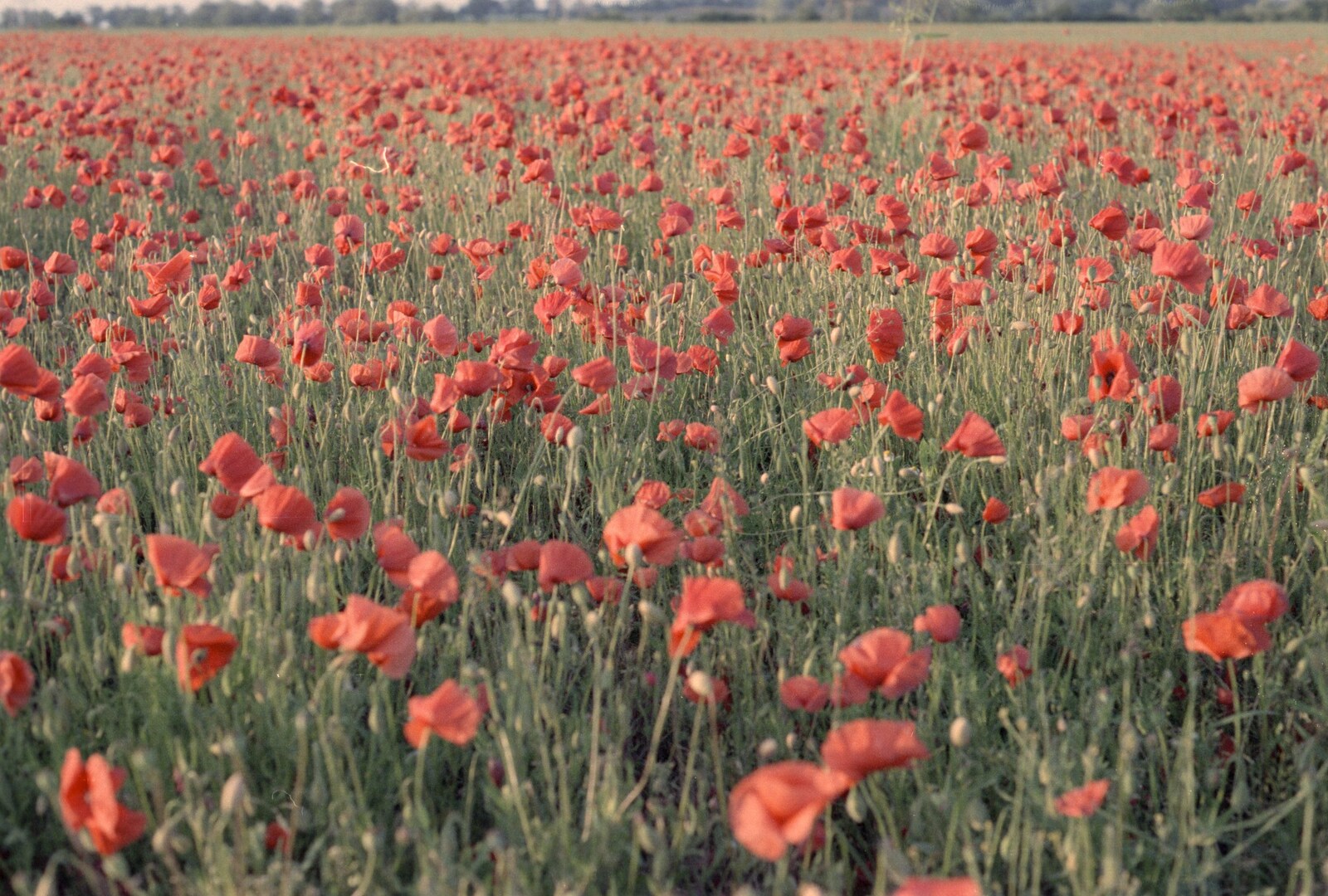 A field of poppies from Orford With Riki and Dave, Poppies and an Alfie Afternoon, Suffolk - 6th August 1994