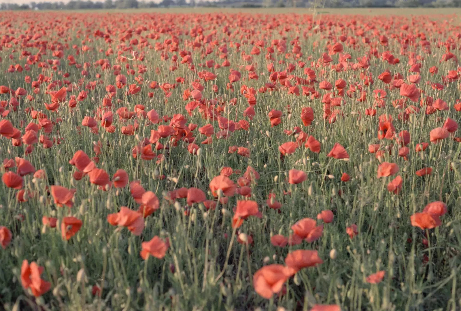 A field of poppies, from Orford With Riki and Dave, Poppies and an Alfie Afternoon, Suffolk - 6th August 1994