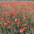 A field of poppies, Orford With Riki and Dave, Poppies and an Alfie Afternoon, Suffolk - 6th August 1994