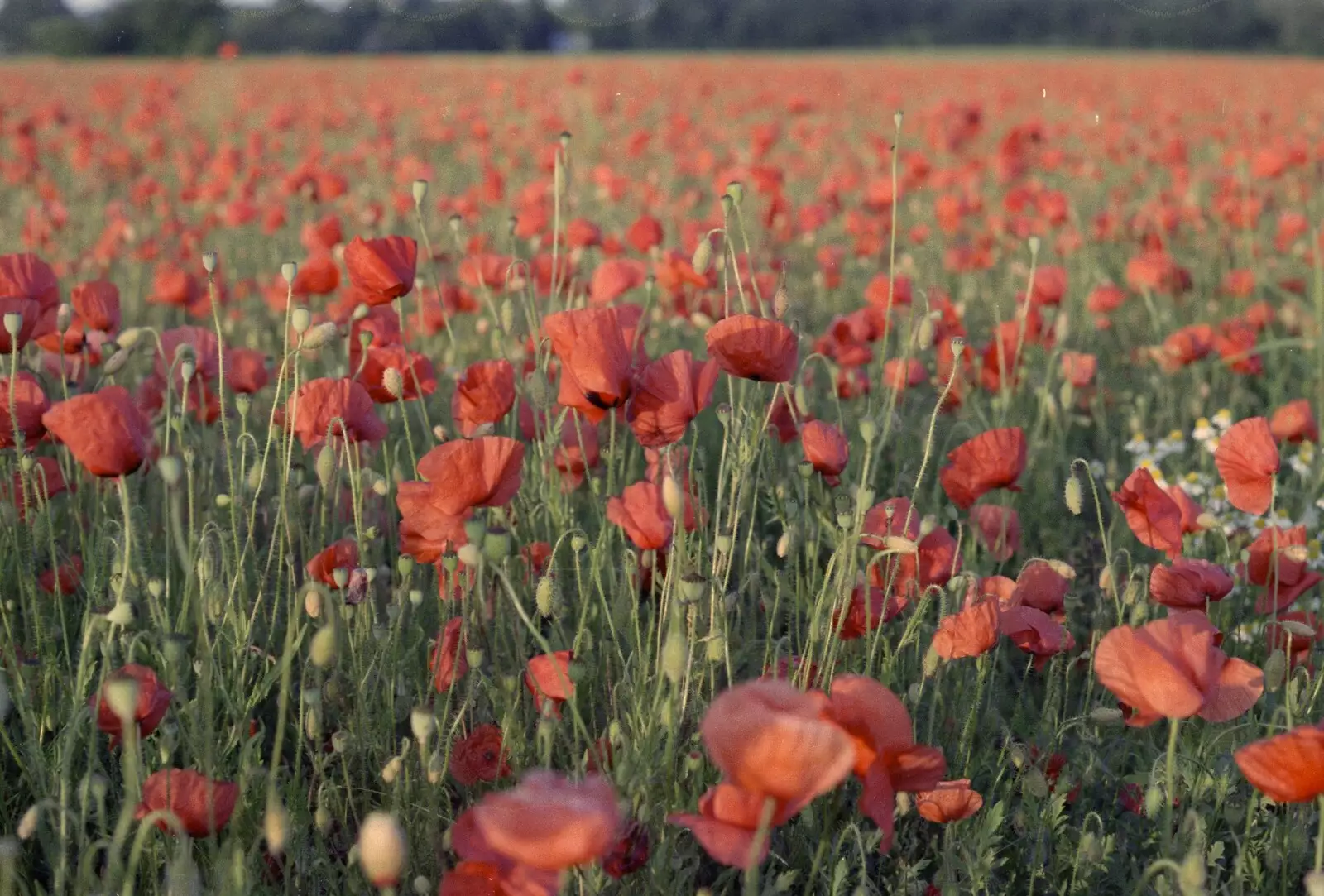 Close-up of poppies, from Orford With Riki and Dave, Poppies and an Alfie Afternoon, Suffolk - 6th August 1994