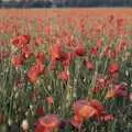 Close-up of poppies, Orford With Riki and Dave, Poppies and an Alfie Afternoon, Suffolk - 6th August 1994