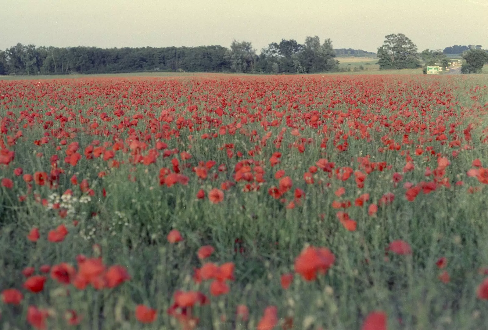 The poppy field, just off the A143, from Orford With Riki and Dave, Poppies and an Alfie Afternoon, Suffolk - 6th August 1994