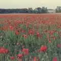 The poppy field, just off the A143, Orford With Riki and Dave, Poppies and an Alfie Afternoon, Suffolk - 6th August 1994