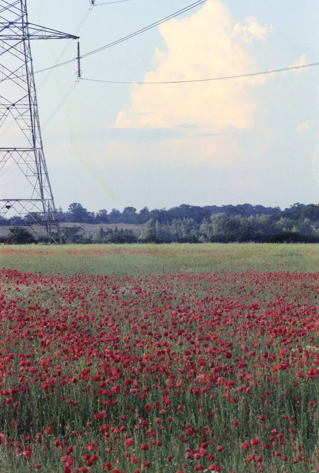 Poppies and a pylon, from Orford With Riki and Dave, Poppies and an Alfie Afternoon, Suffolk - 6th August 1994