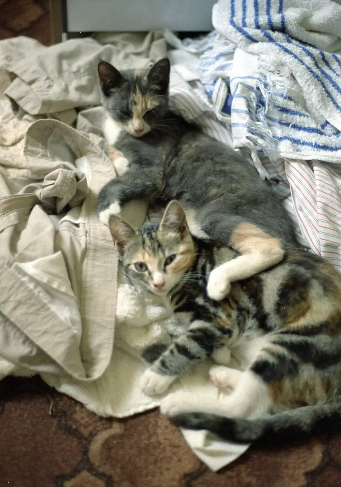 Tone's kittens are in the laundry, from Tone's Wedding, Mundford, Norfolk - 27th August 1994