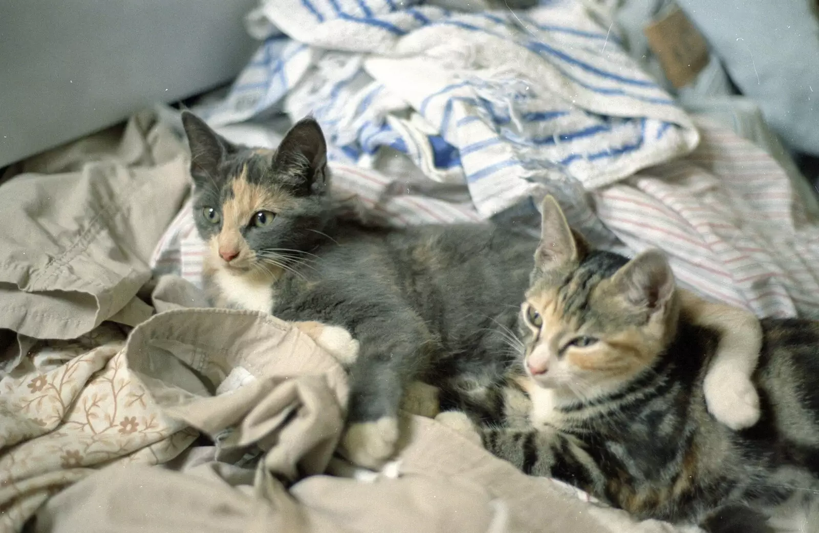 The kittens look about, from Tone's Wedding, Mundford, Norfolk - 27th August 1994