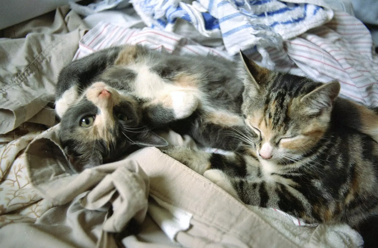 Pink-nosed kittens, from Tone's Wedding, Mundford, Norfolk - 27th August 1994