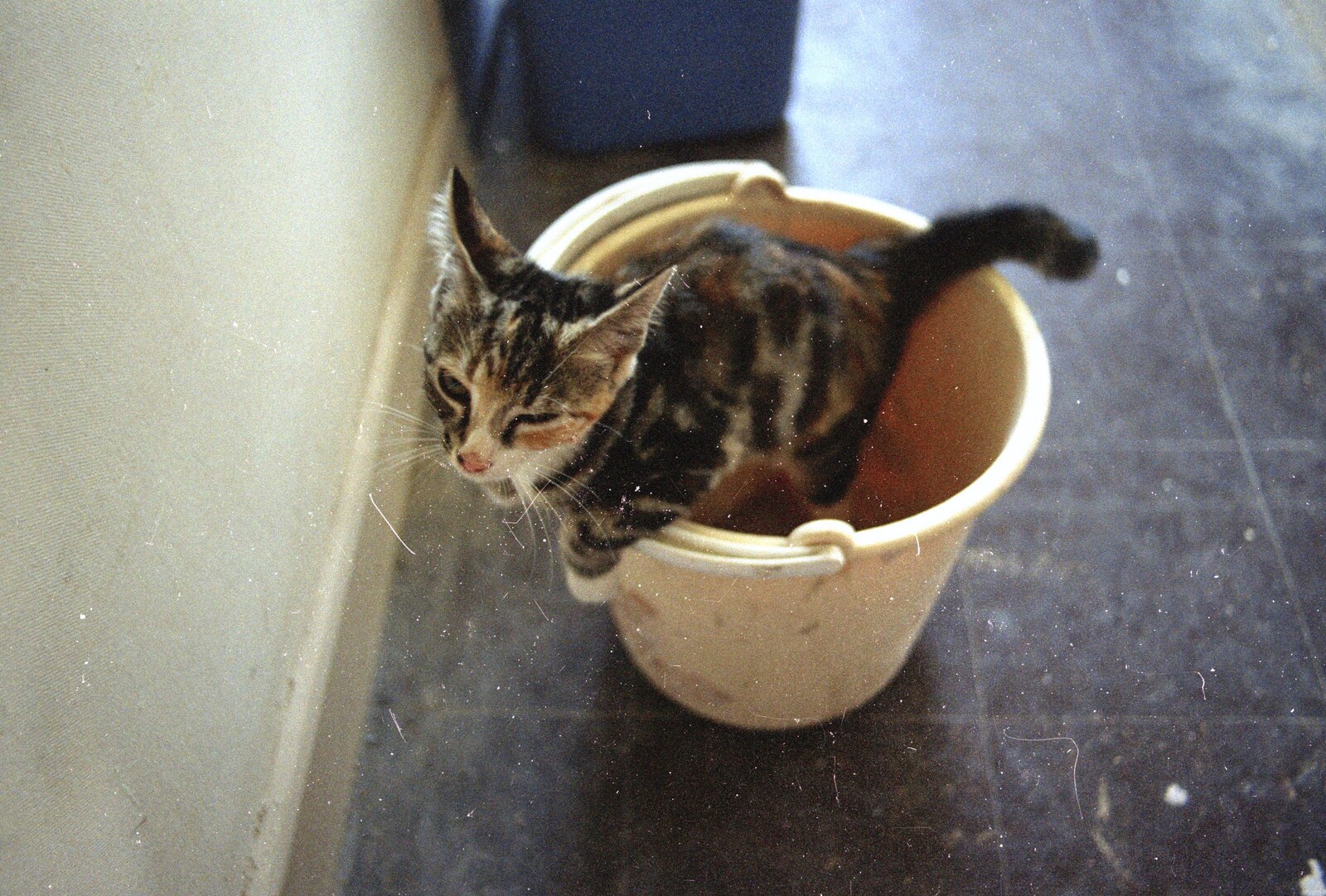 Kitten in a bucket from Tone's Wedding, Mundford, Norfolk - 27th August 1994