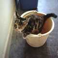 Kitten in a bucket, Tone's Wedding, Mundford, Norfolk - 27th August 1994