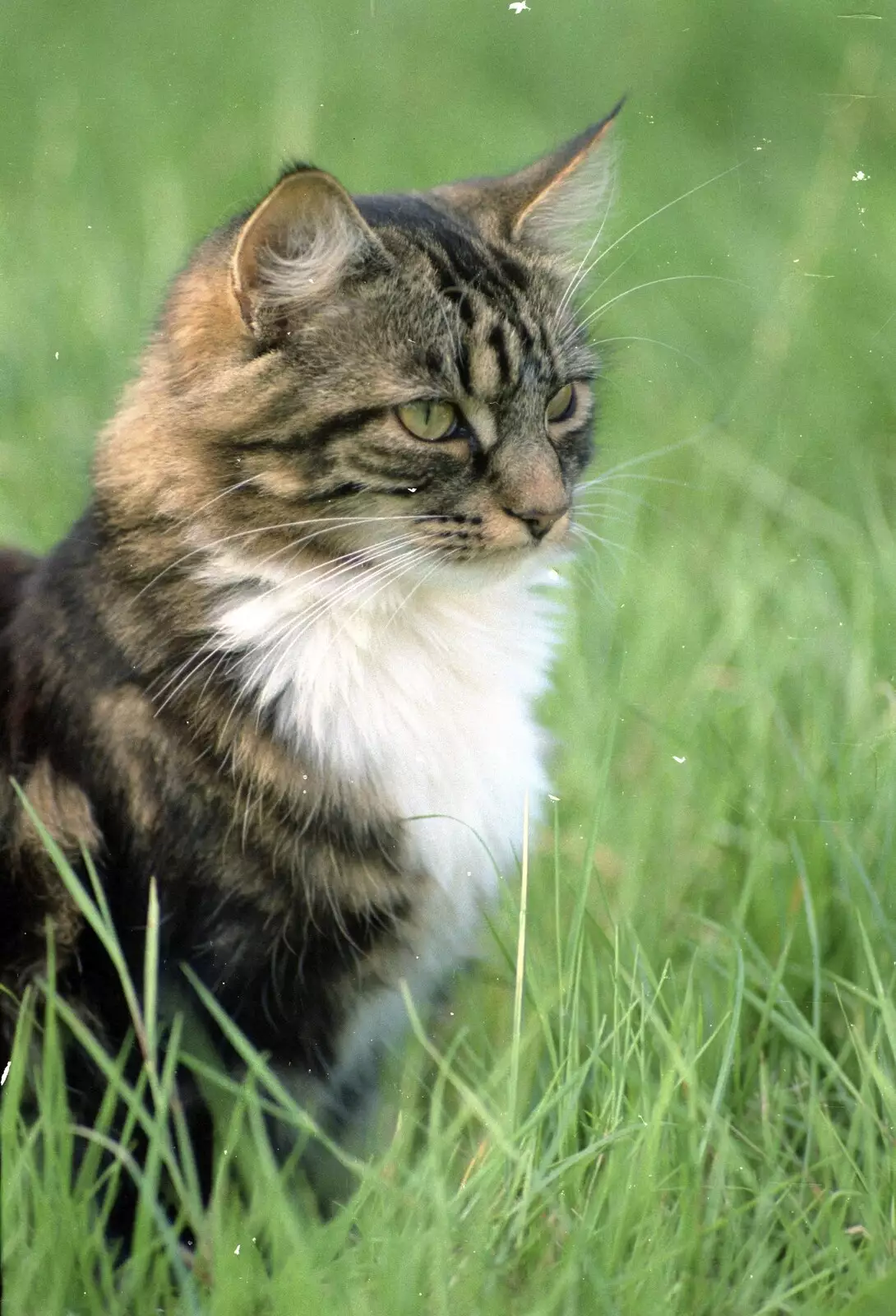 Soph-bags in the long grass, from A Spot of Cricket, Northampton - 5th September 1994