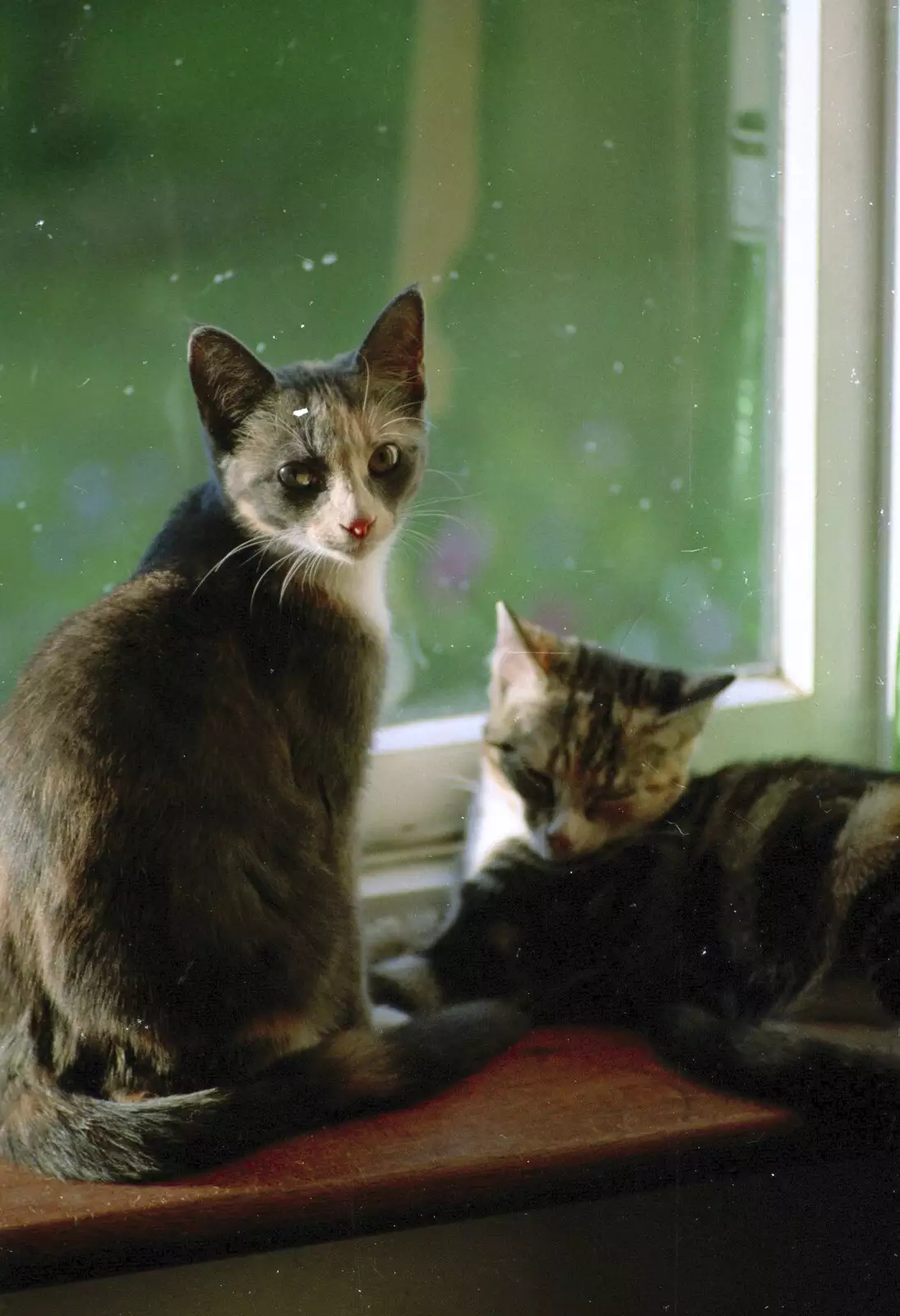 Tone's kittens on the windowsill, from A Spot of Cricket, Northampton - 5th September 1994