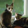 Tone's kittens on the windowsill, A Spot of Cricket, Northampton - 5th September 1994