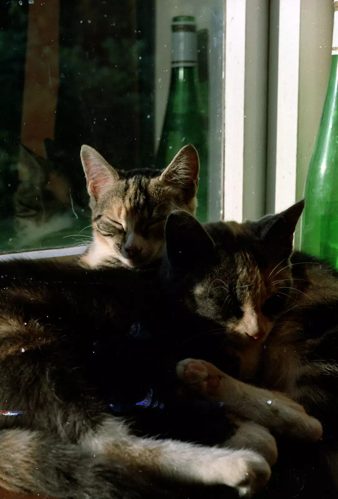 A pile of cats, from A Spot of Cricket, Northampton - 5th September 1994