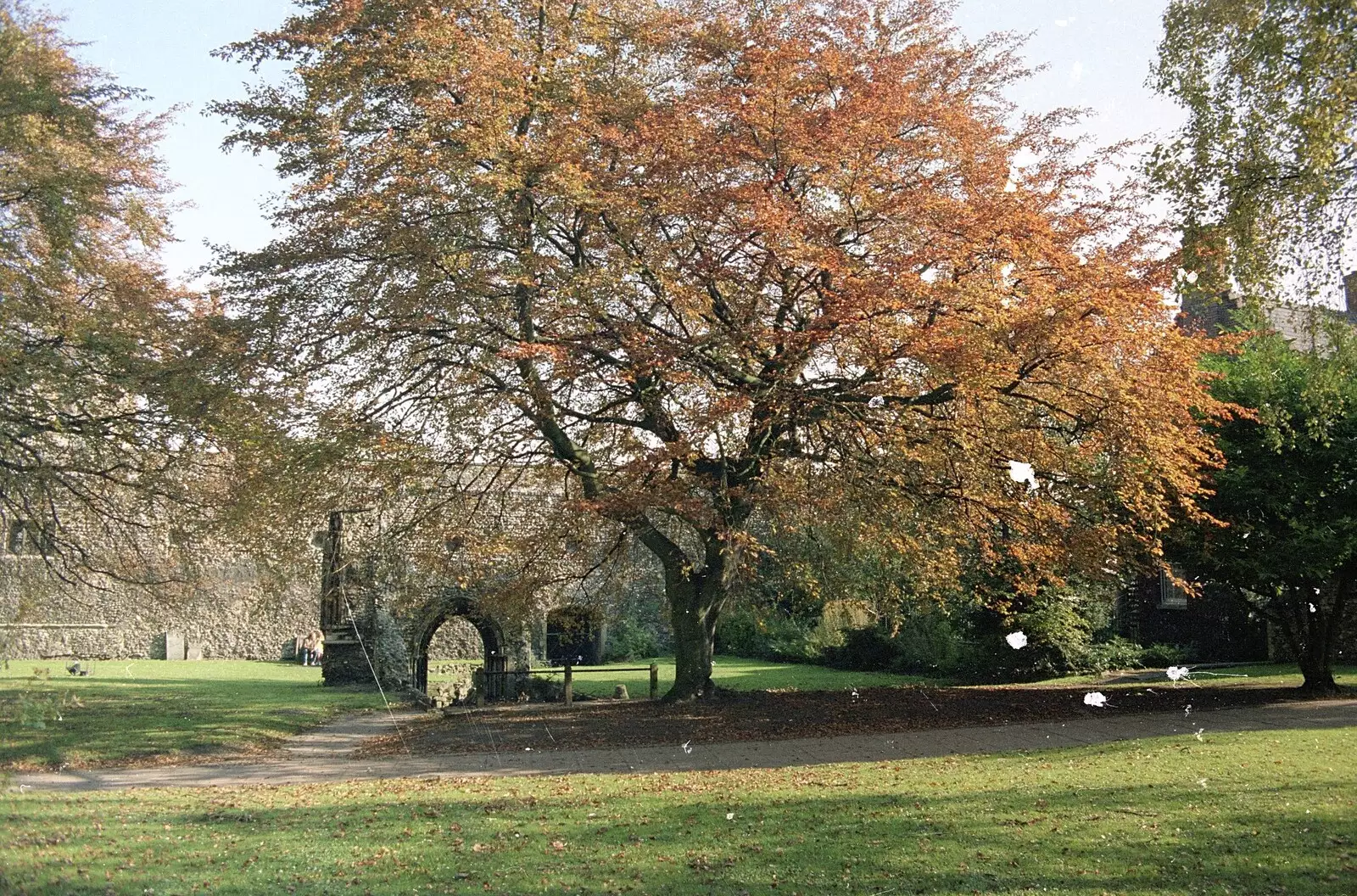 An Autumn tree in Norwich Cathedral's Close, from Cider Making (without Rosie), Stuston, Suffolk - 23rd September 1994