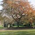 Cider Making (without Rosie), Stuston, Suffolk - 23rd September 1994, An Autumn tree in Norwich Cathedral's Close
