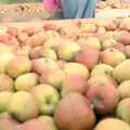 An apple's-eye view, Cider Making (without Rosie), Stuston, Suffolk - 23rd September 1994