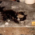 Kitten 'A' (later known as 'Sophie') plays with a discarded camera-film box