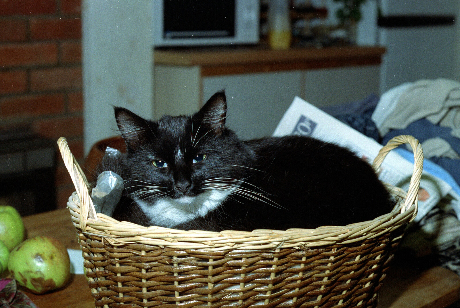 The Sock looks up from her basket from Bedroom Demolition, Brome, Suffolk - 10th October 1994