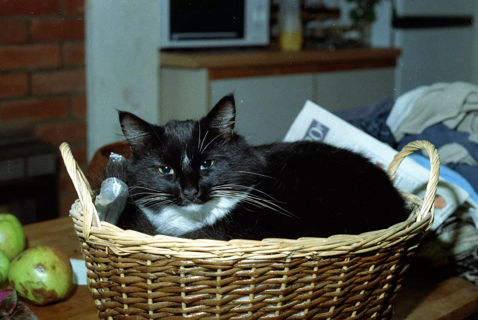 The Sock looks up from her basket, from Bedroom Demolition, Brome, Suffolk - 10th October 1994