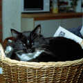 The Sock looks up from her basket, Bedroom Demolition, Brome, Suffolk - 10th October 1994