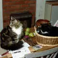 Sophie and The Sock on the kitchen table, Bedroom Demolition, Brome, Suffolk - 10th October 1994