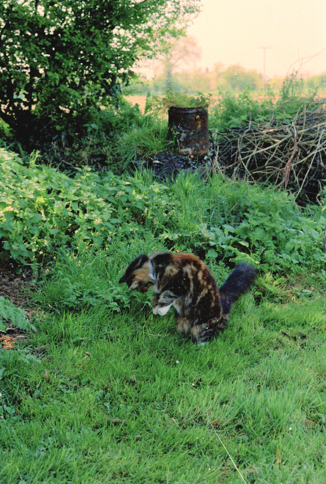 Sophie pounces on something from Bedroom Demolition, Brome, Suffolk - 10th October 1994
