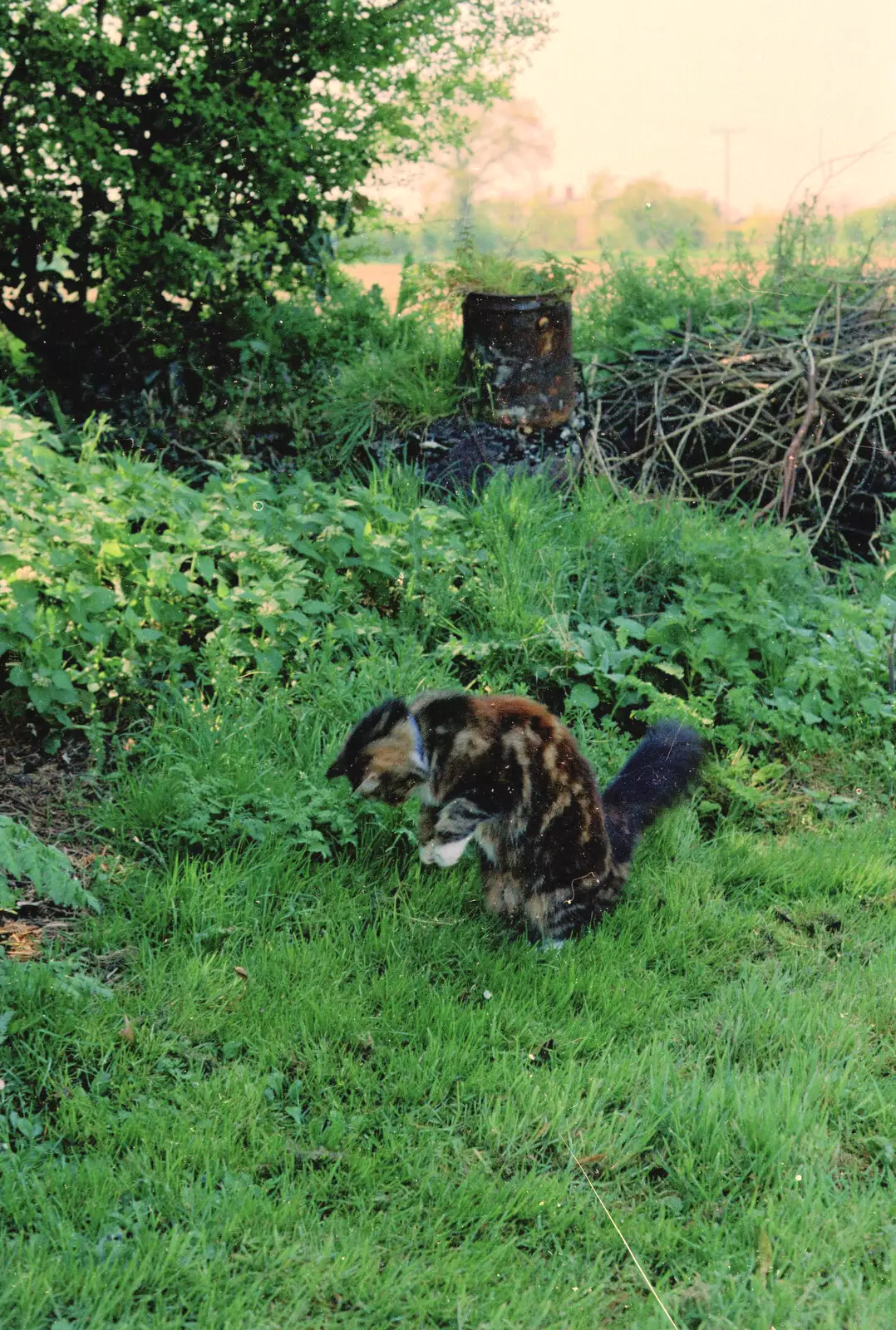 Sophie pounces on something, from Bedroom Demolition, Brome, Suffolk - 10th October 1994