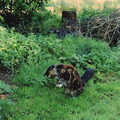 Sophie pounces on something, Bedroom Demolition, Brome, Suffolk - 10th October 1994