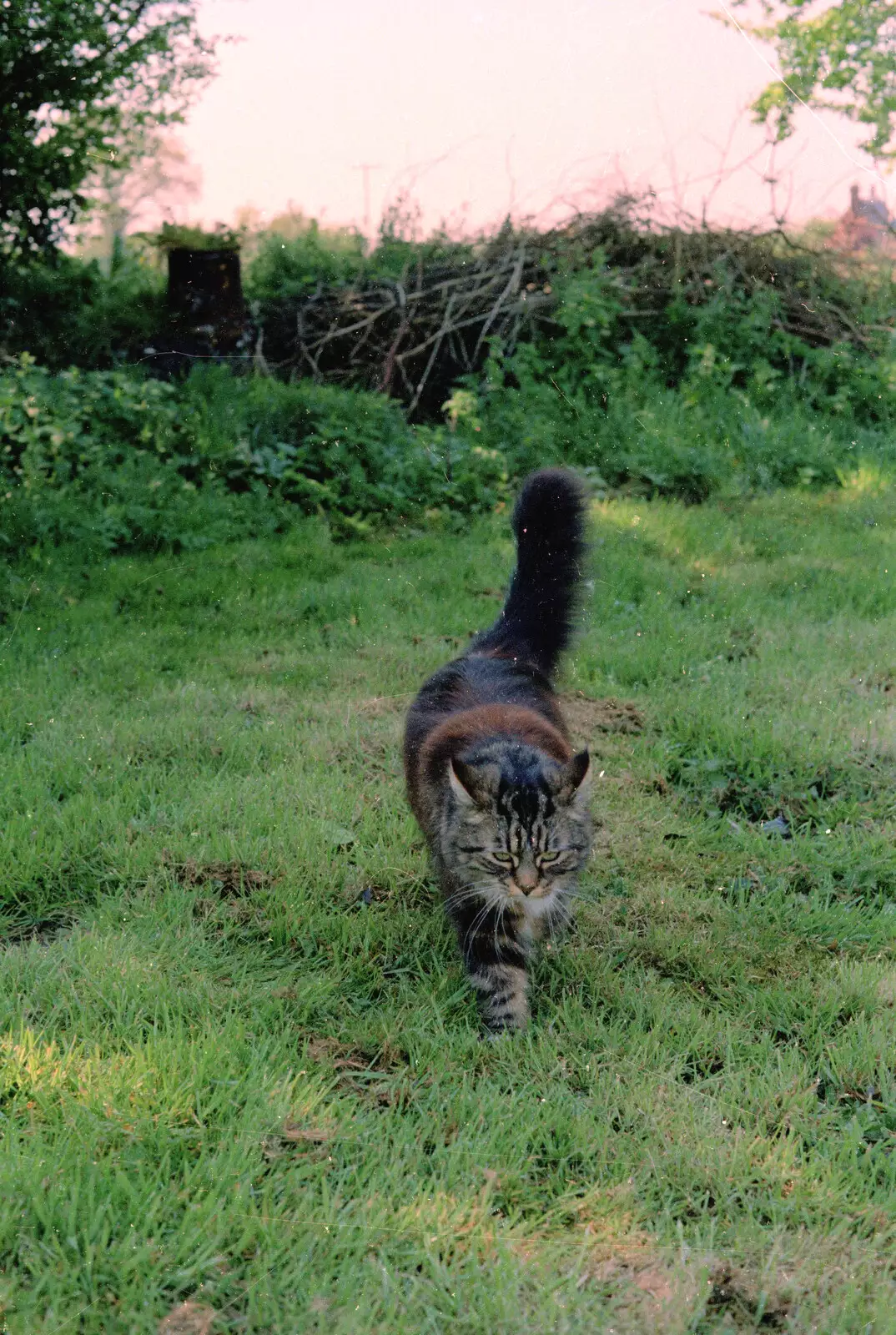 Soph-bags roams around, from Bedroom Demolition, Brome, Suffolk - 10th October 1994