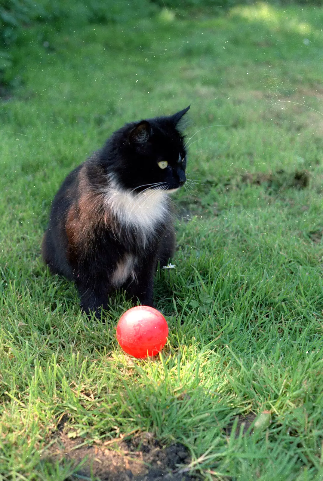 The Sock and a plastic ball, from Bedroom Demolition, Brome, Suffolk - 10th October 1994